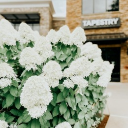 White flowers out front at tapestry