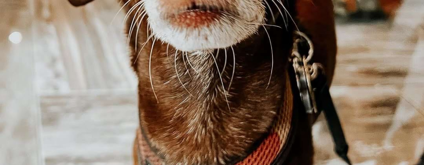 a little brown dog