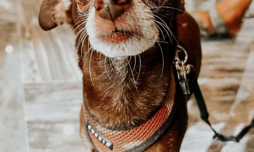 a little brown dog